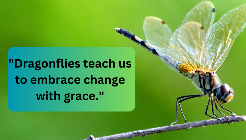 Dragonfly inspirational quotes
Dragonfly quotes about change
Inspirational dragonfly sayings
Dragonfly transformation quotes