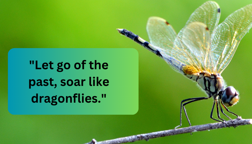 Dragonfly inspirational quotes
Dragonfly quotes about change
Inspirational dragonfly sayings
Dragonfly transformation quotes