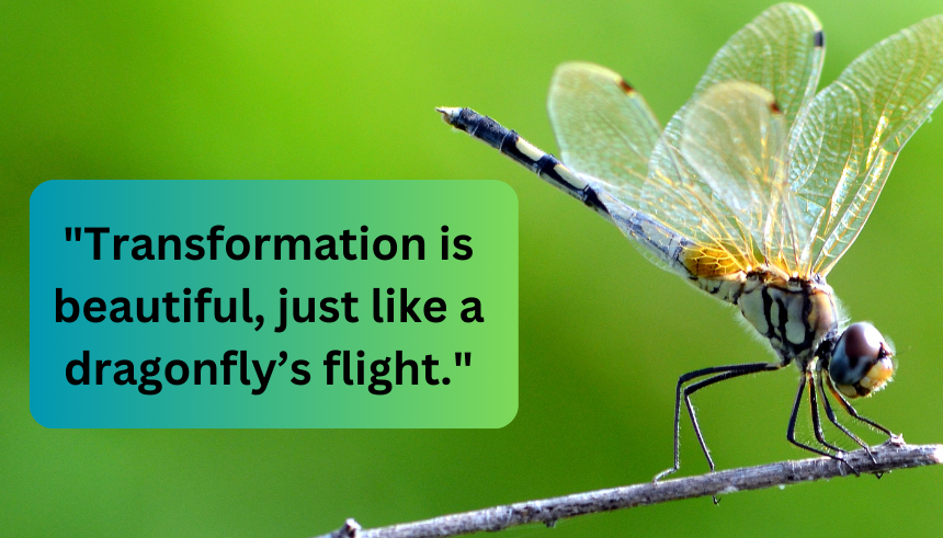 Dragonfly inspirational quotes
Dragonfly quotes about change
Inspirational dragonfly sayings
Dragonfly transformation quotes