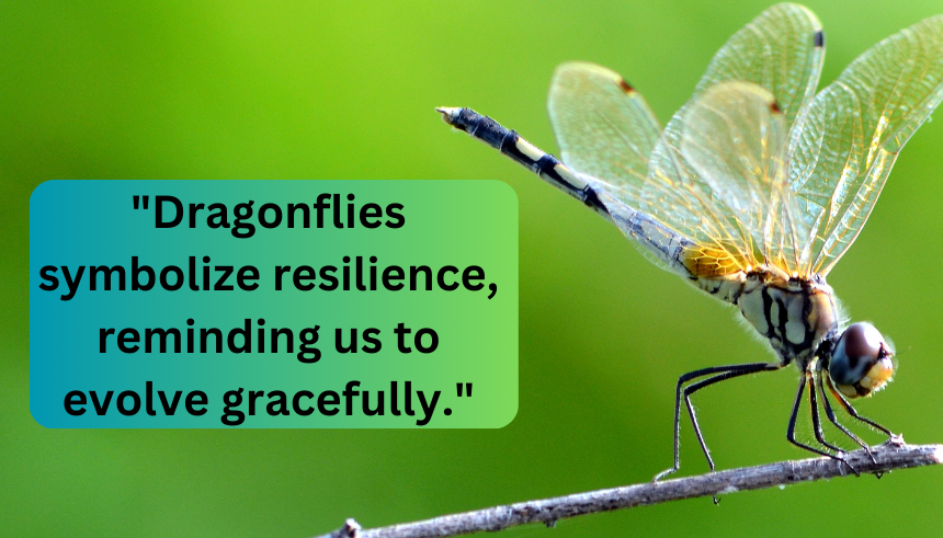 Dragonfly inspirational quotes
Dragonfly quotes about change
Inspirational dragonfly sayings
Dragonfly transformation quotes